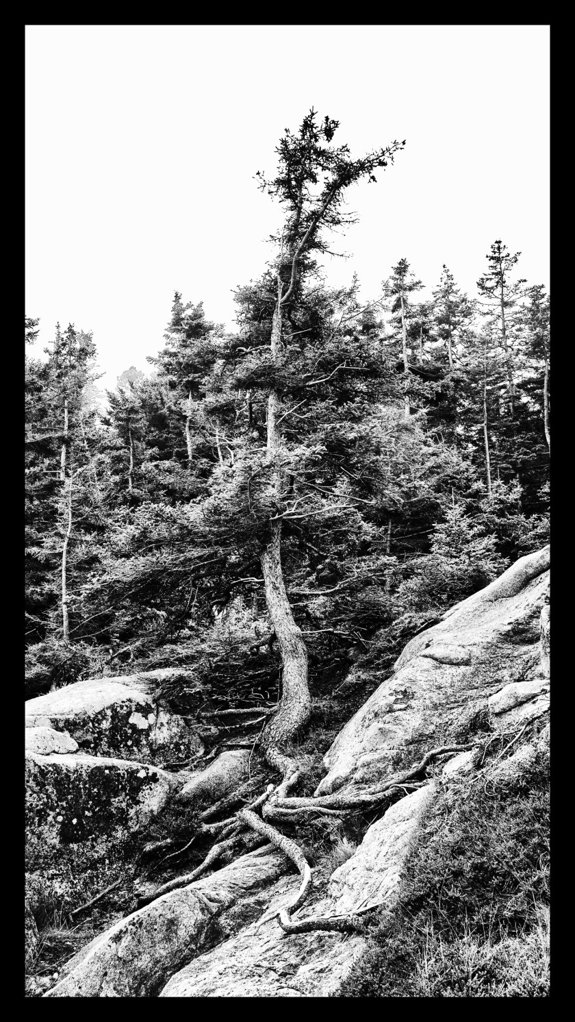 Bar Harbor day 2v2 22350