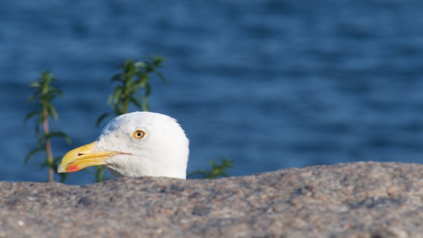 Bar Harbor day 2v2 22363