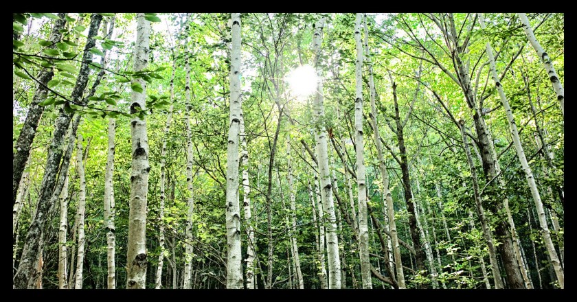 Bar Harbor day 2v2 22375