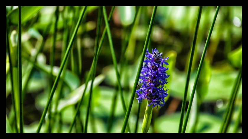 Bar Harbor day 3 21927