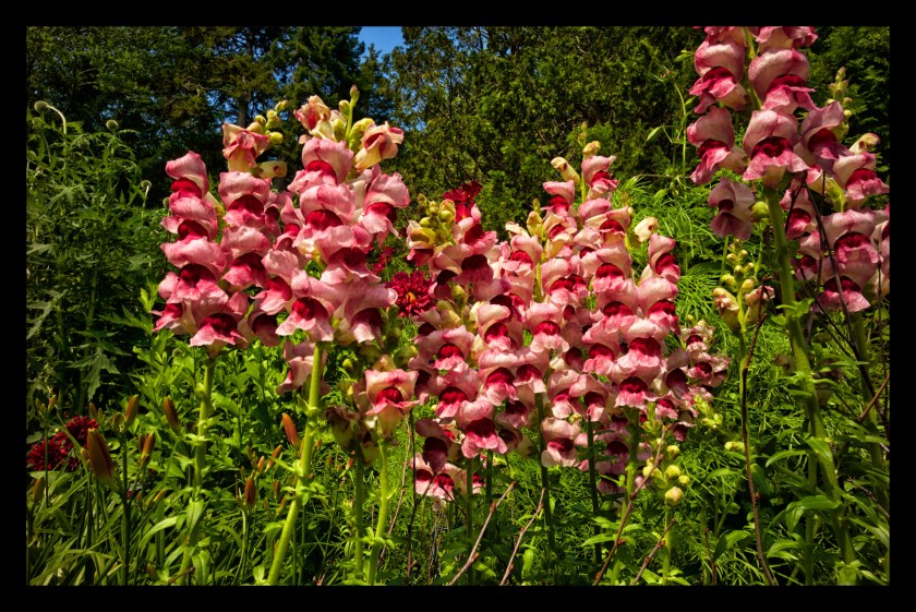 Bar Harbor day 3 22260