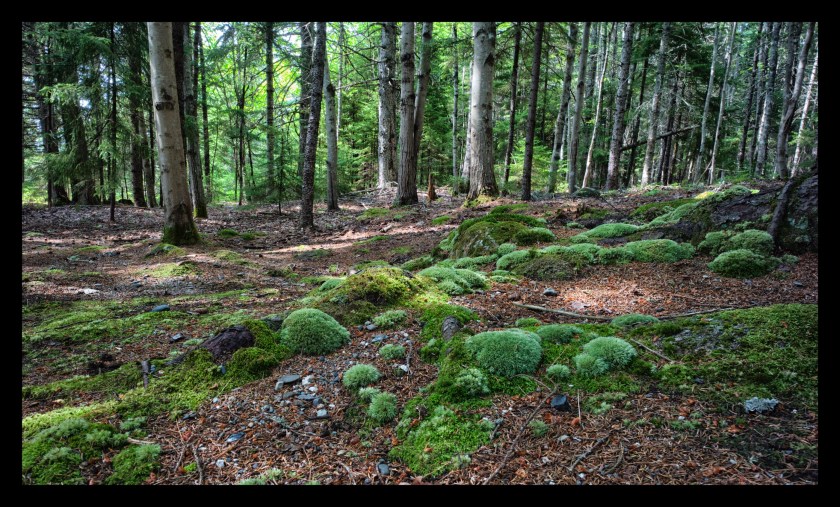 Bar Harbor day 3 22275