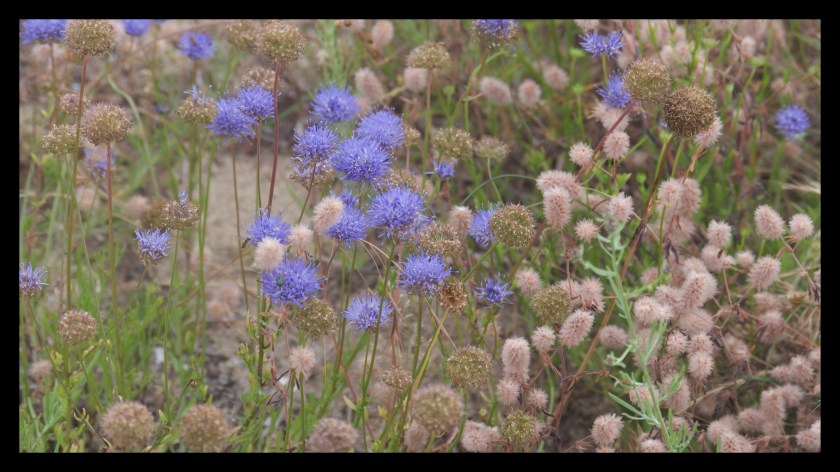 Bike Ride thru the Dunes 21285