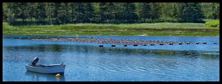 Cavendish PEI day 2 25393