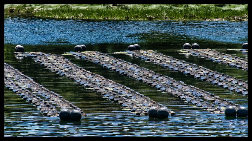Cavendish PEI day 2 25410