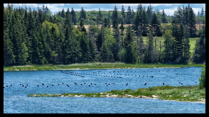 Cavendish PEI day 2 25425