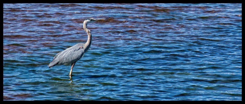Cavendish PEI day 2 25645