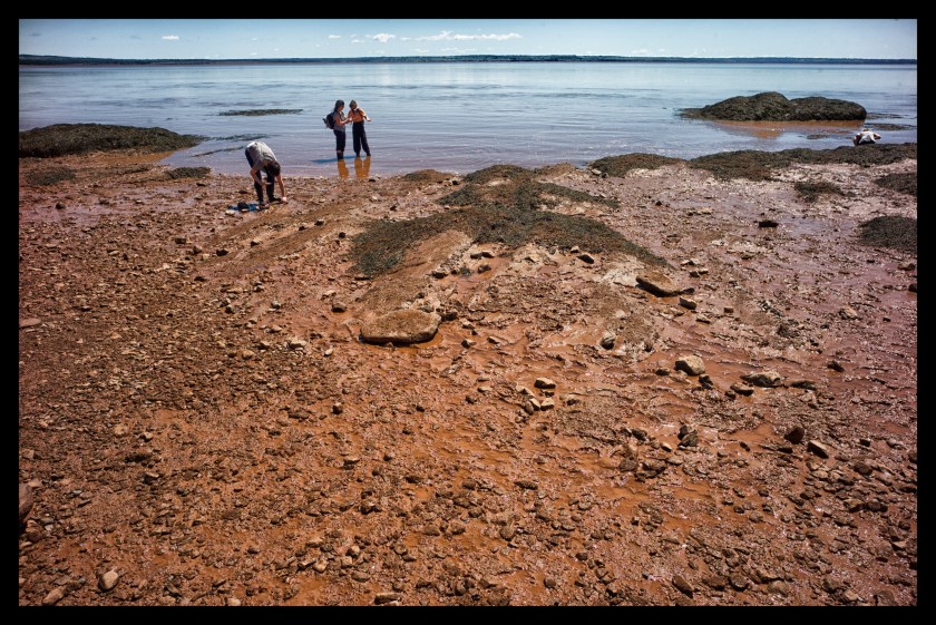 Hopewell Rocks 24412