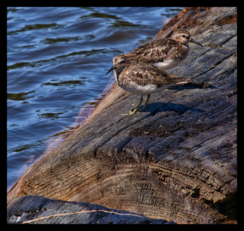 Hopewell Rocks 24555