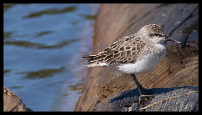 Hopewell Rocks 24569