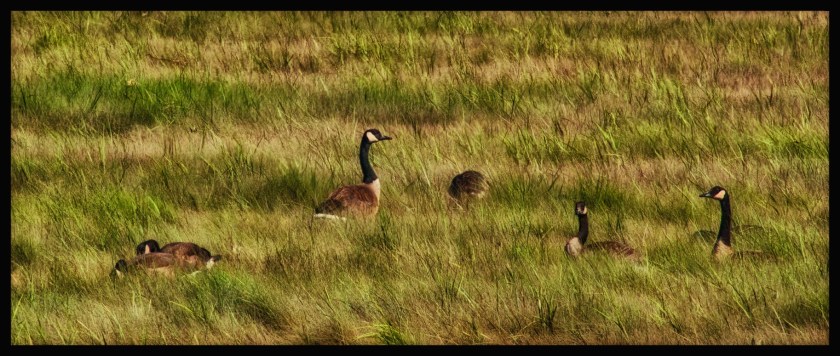 Hopewell Rocks 24571