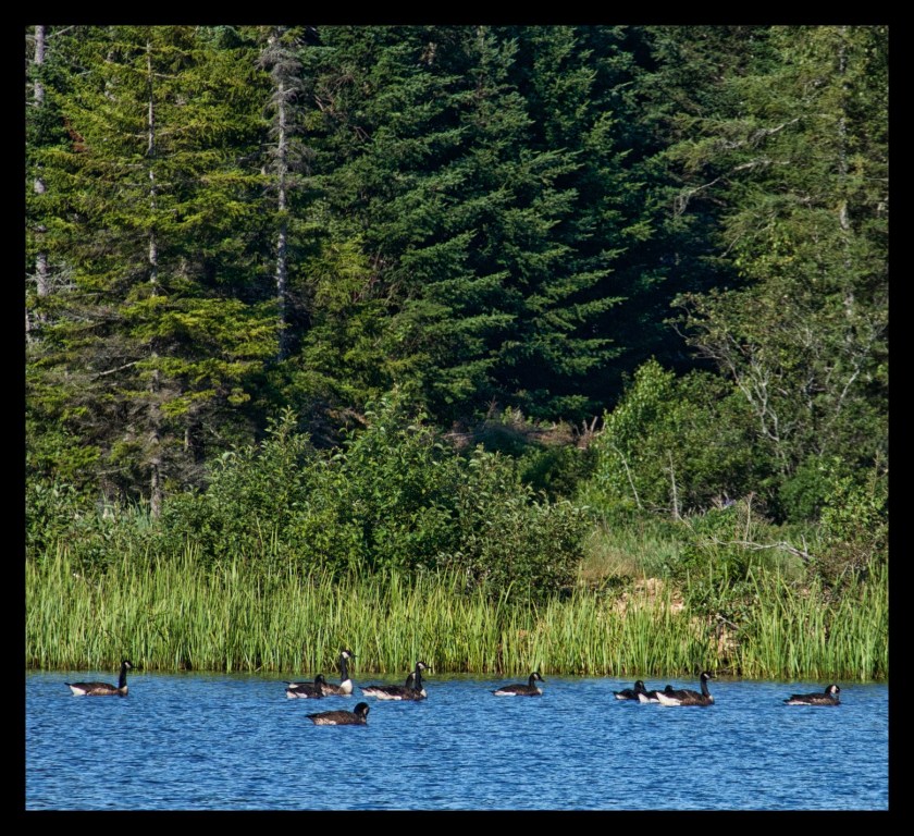 Hopewell Rocks 24578