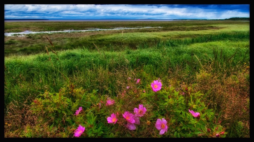 Hopewell Rocks Day 1 24054