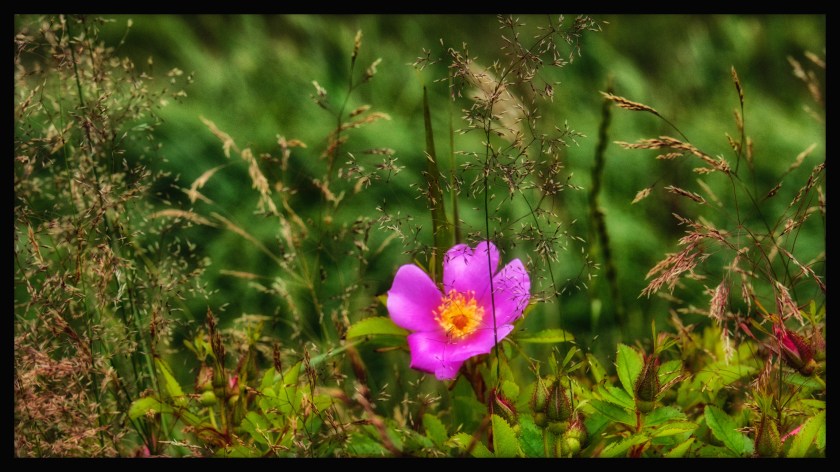 Hopewell Rocks Day 1 24055