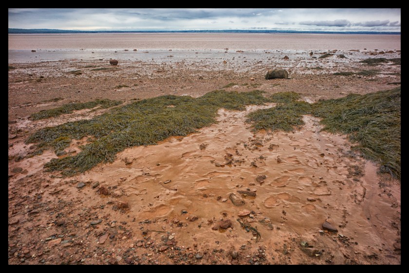 Hopewell Rocks Day 1 24062