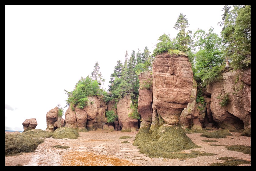 Hopewell Rocks Day 1 24066