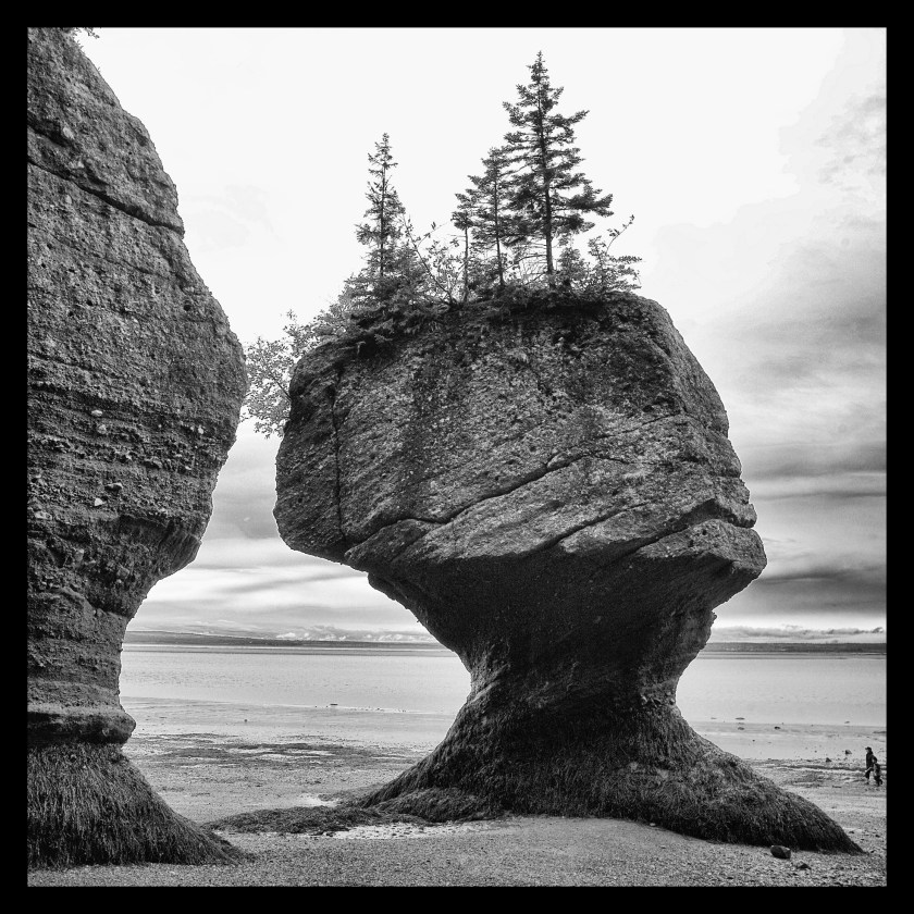 Hopewell Rocks Day 1 24084