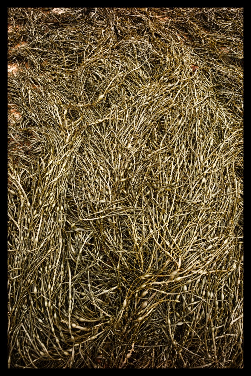 Hopewell Rocks Day 1 24089