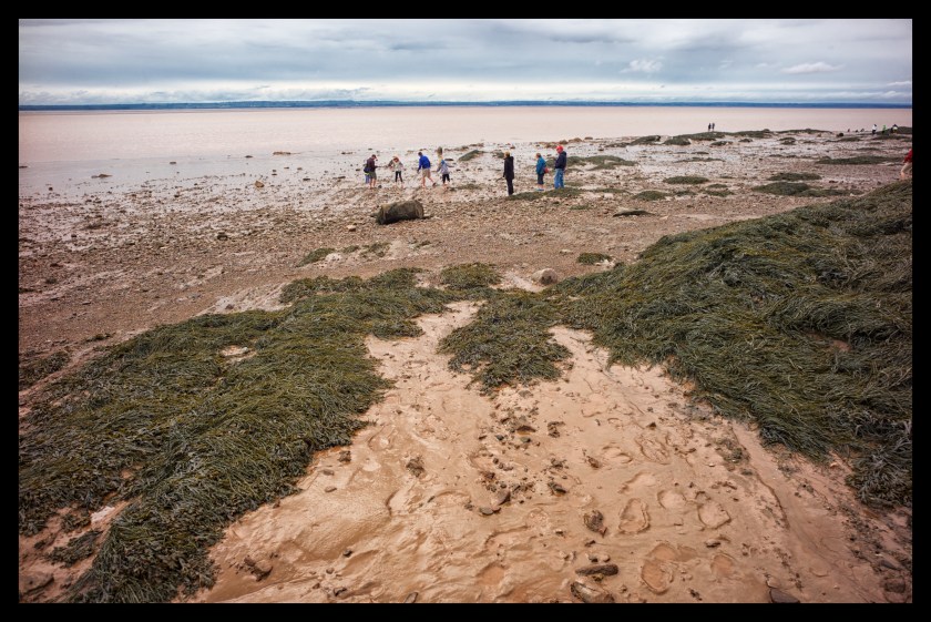 Hopewell Rocks Day 1 24092