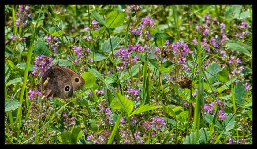Camp day 5 28907 (1)