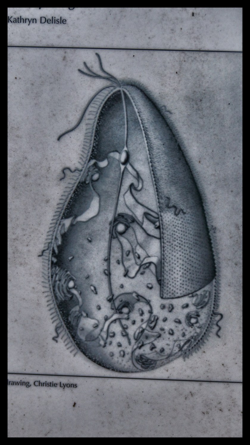 Camp day 5 28911 (1)