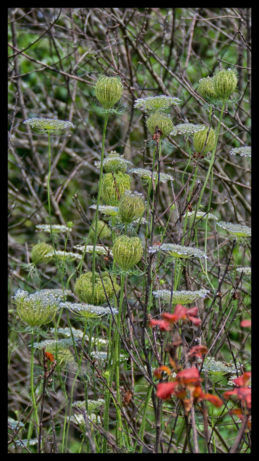 Camp day 5 28915 (1)